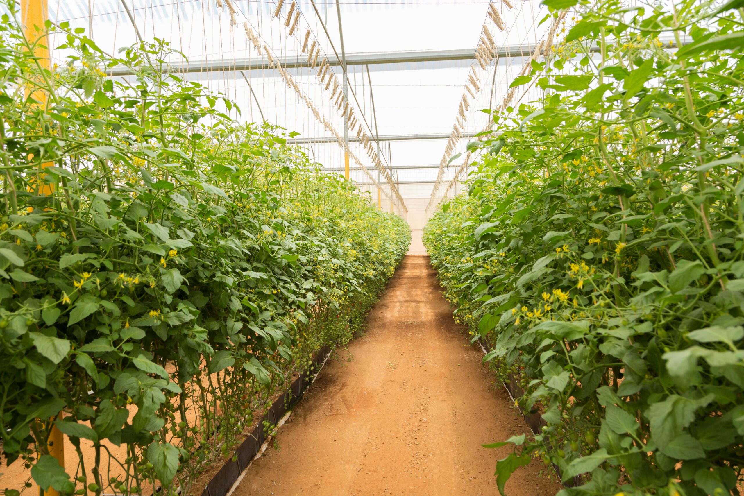 Two rows of greenhouse grown produce to illustrate the commercialized GMO growing practices.