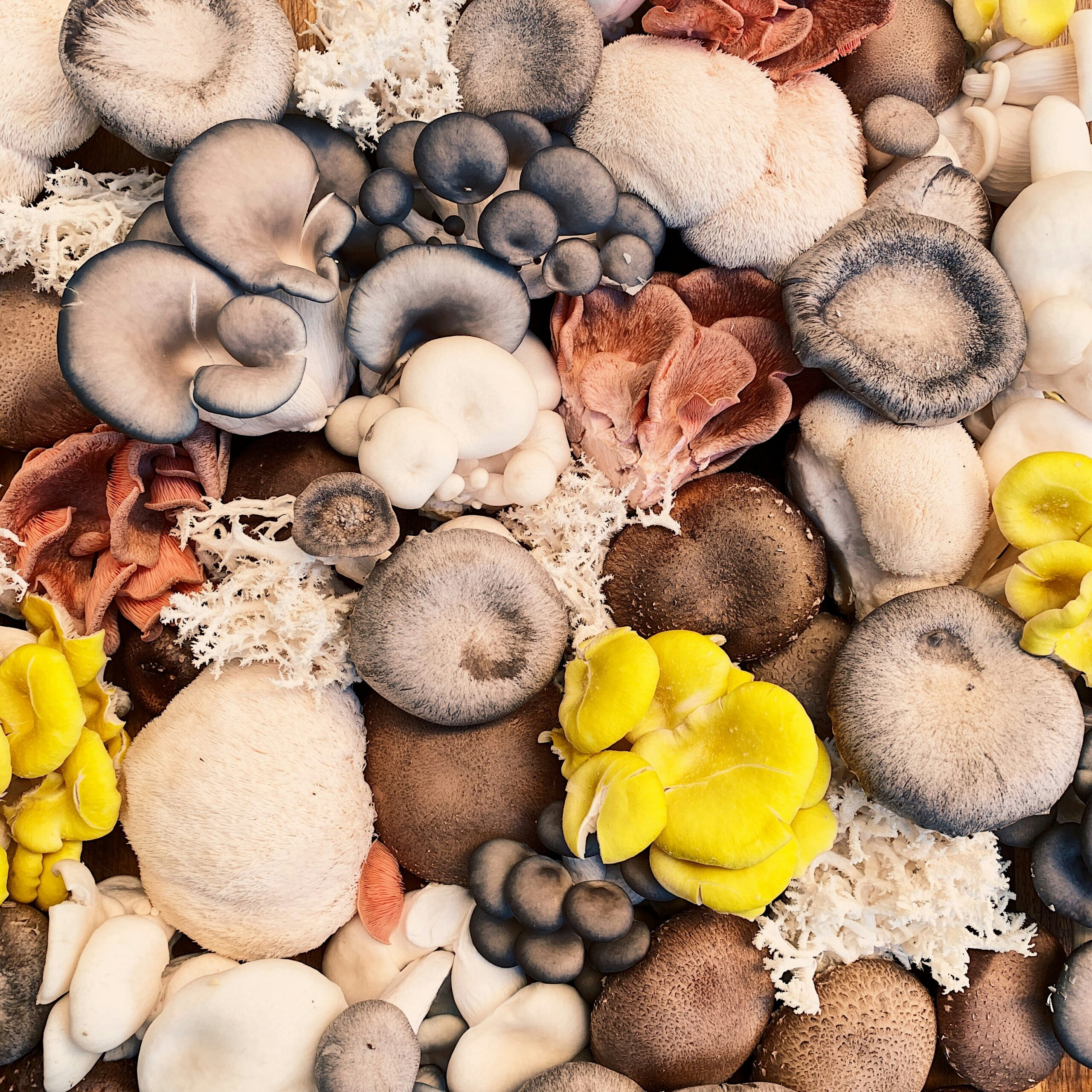 variety of edible mushrooms